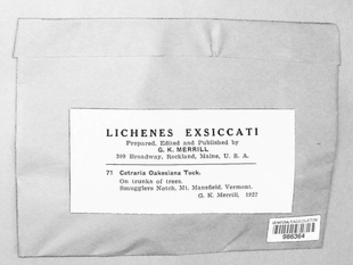 Usnocetraria oakesiana image